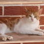 "Unsere" wilde Katze